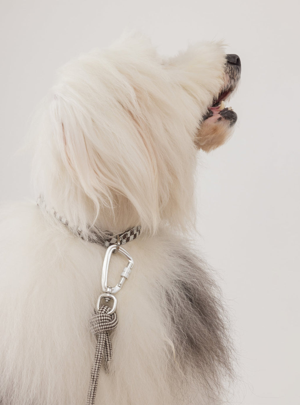 Pet Collar (Rum)