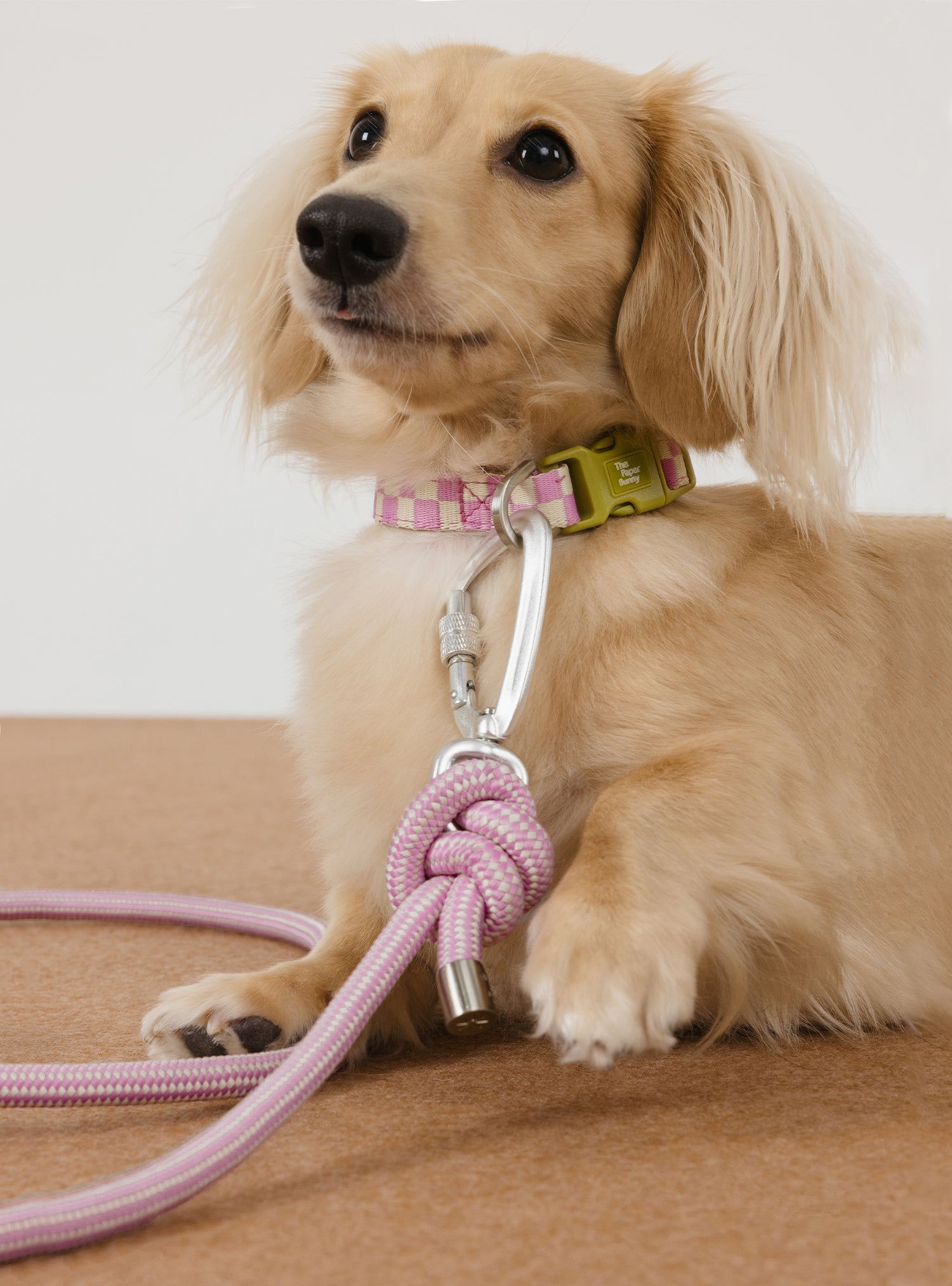 Pet Collar (Orchid)