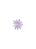 Lilac Wildflower Patch